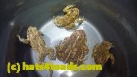/home//u458753944/public_html/sourcegallery//////////////////////Roxborough Toad Detour/2013-2019/2013/2013-04-09/P1120191.JPG
